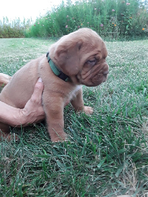 CHIOT 2