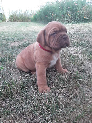 CHIOT 6