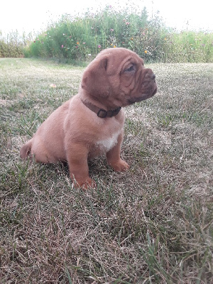 CHIOT 5