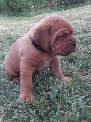 CHIOT 3