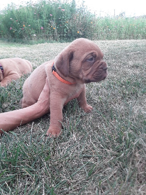 CHIOT 4