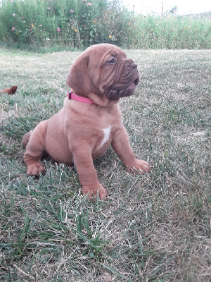CHIOT 10