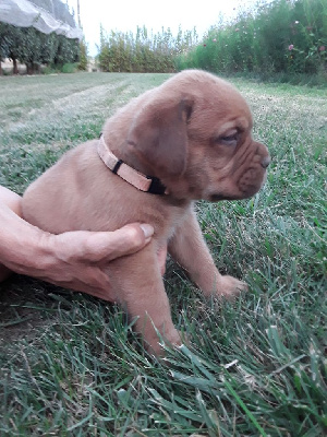CHIOT 1