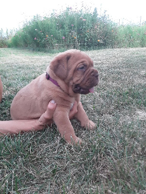 CHIOT 7