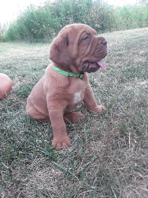 CHIOT 9