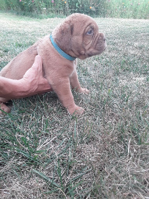 CHIOT 8