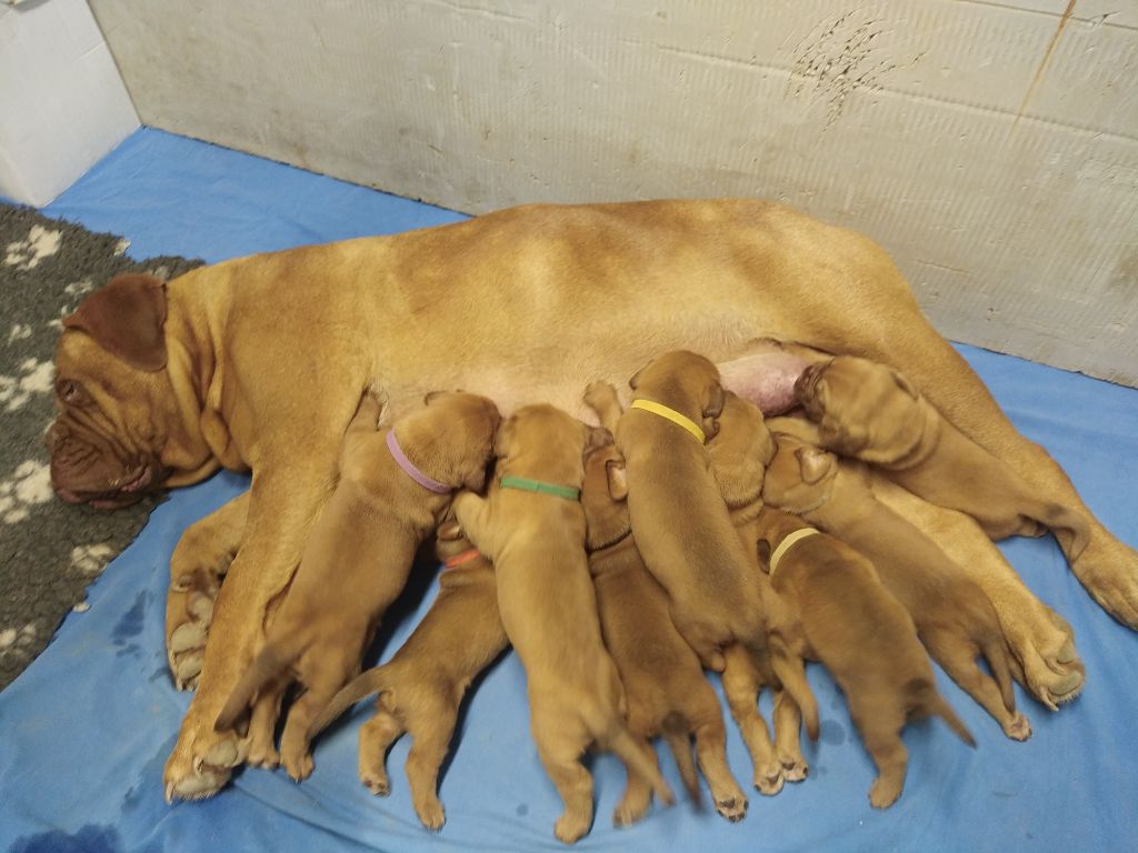 Chiot Dogue de Bordeaux De La Garenne Basse